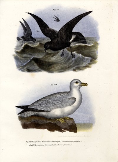European Storm-Petrel by German School